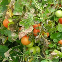 peseň na paradajkách