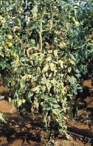 Fuzarióza Vädnutie paradajok